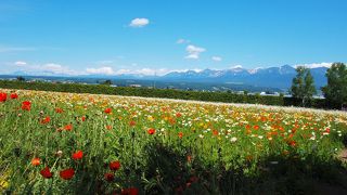 ラベンダー畑以外にもさまざまな花が咲いていて綺麗です
