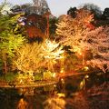 ライトアップされた日本庭園が綺麗です