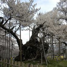 頑張れ！神代桜