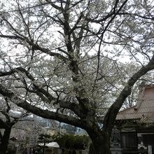 跡継ぎの神代桜の子供