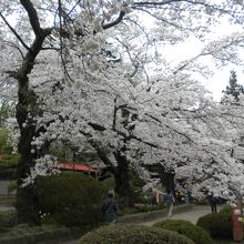 神代桜だけではない桜も見事