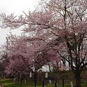 日本三大桜が咲き競う市民の憩いの場