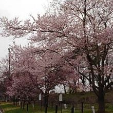 三大桜二世