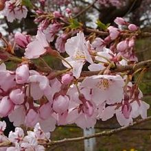 神代桜二世