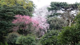 講談社初代社長野間清治氏のコレクションを展示