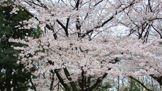 ソメイヨシノが満開の世田谷公園
