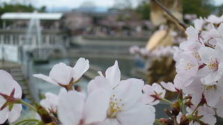 花見にベスト散策コースです！