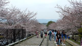 世界最長の傾斜鉄道跡。桜がきれいですよ。