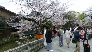 ここも桜満開です！