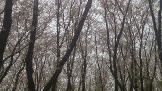 やっぱり桜の季節に
