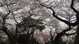 お墓参りと桜並木