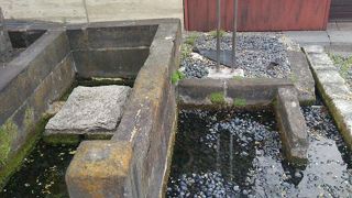 善福寺の参道にある柳の真下