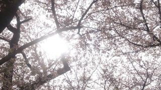 桜が有名な佐倉城