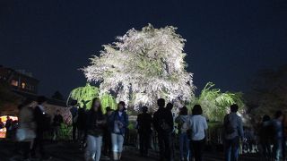 これを見るだけでも 京都に行く価値あり