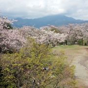 桜のハイキング