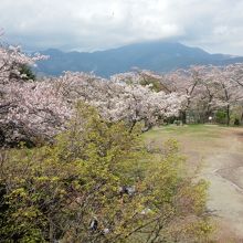 権現山の桜