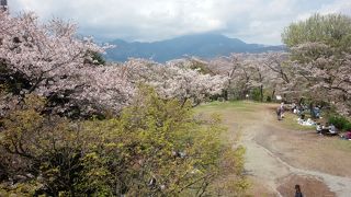 桜のハイキング