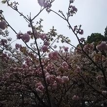 八重桜が元気に咲いてます〜