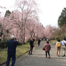 しだれ桜の並木道です