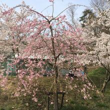 しだれ桜とソメイヨシノが同時に咲いています