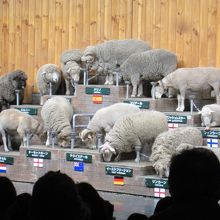 シープショーの様子