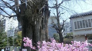大空襲でも生き延びた