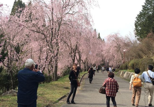しだれ桜が満開で綺麗