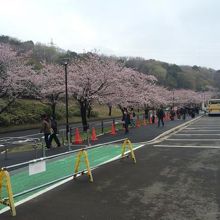 桜満開、各駅からの直行バスはここにつくようです。