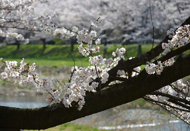 こだま千本桜まつり クチコミ アクセス 営業時間 本庄 上里 フォートラベル こだま千本桜まつり クチコミ アクセス 営業時間 本庄 上里 フォートラベル