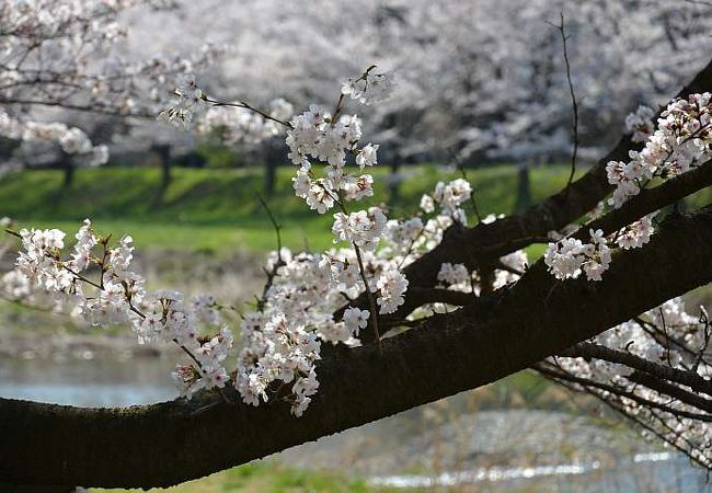 こだま千本桜まつり クチコミ アクセス 営業時間 本庄 上里 フォートラベル