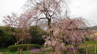 ここの枝垂れ桜も見事