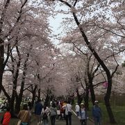 赤城山麓の桜並木