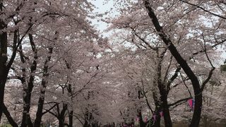 赤城山麓の桜並木