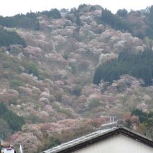 下千本から上千本を眺めて