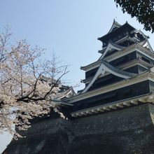 桜とマッチした名城　いいな〜