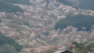 上千本は満開 ♪