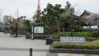 桜と東京タワー、しっかりと