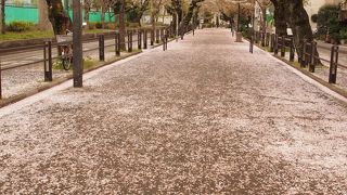 桜の季節に通りたい道