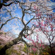 天益寺のしだれ桜 ♪