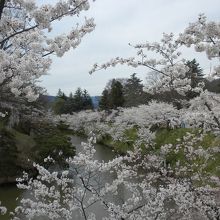 お堀の桜