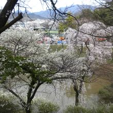 お堀周りの桜