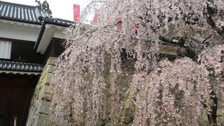 リベンジの「上田城千本桜まつり」