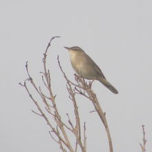 お目当てのウチヤマセンニュウです。