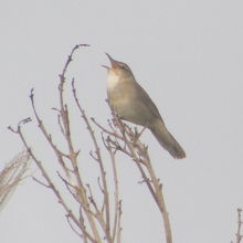 お目当てのウチヤマセンニュウです。
