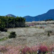 関東平野を一望する丘陵に約10万本もの梅花が咲き誇る♪