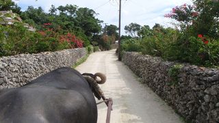 水牛車、レンタサイクル