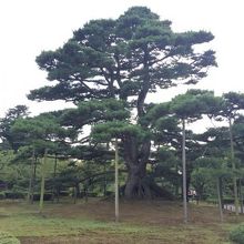 圧倒される松。