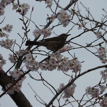 桜にヒヨドリ