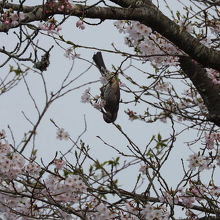 ヒヨドリが桜の密を舐めています。