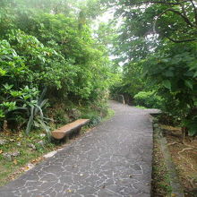 公園内の遊歩道の様子